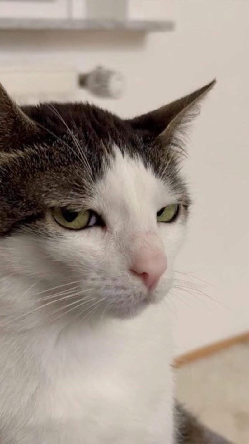 ảnh mèo bựa cute​ (7)