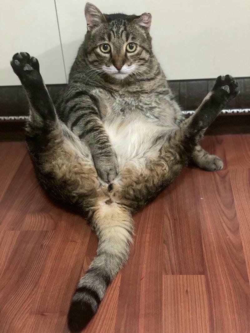 ảnh mèo bựa cute​ (8)