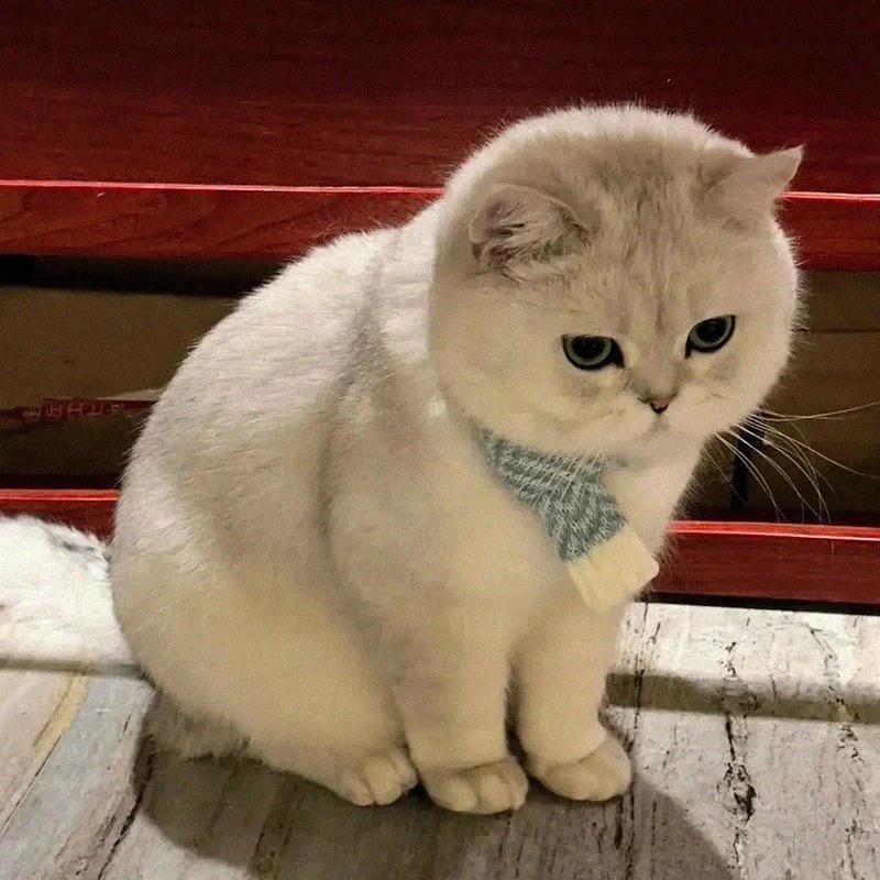 ảnh mèo buồn cute (10)