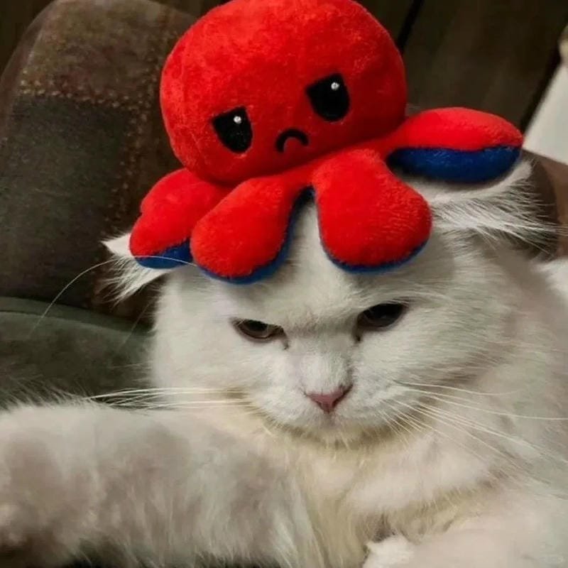 ảnh mèo buồn cute (11)