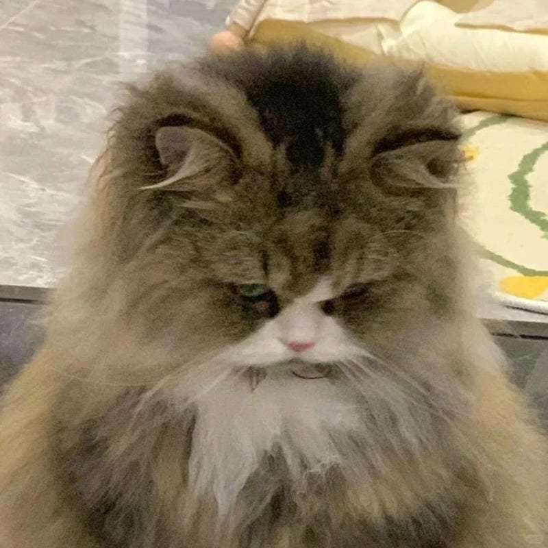 ảnh mèo buồn cute (12)