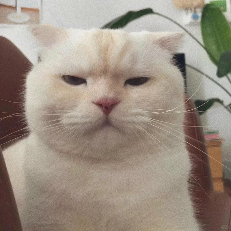 ảnh mèo buồn cute (13)