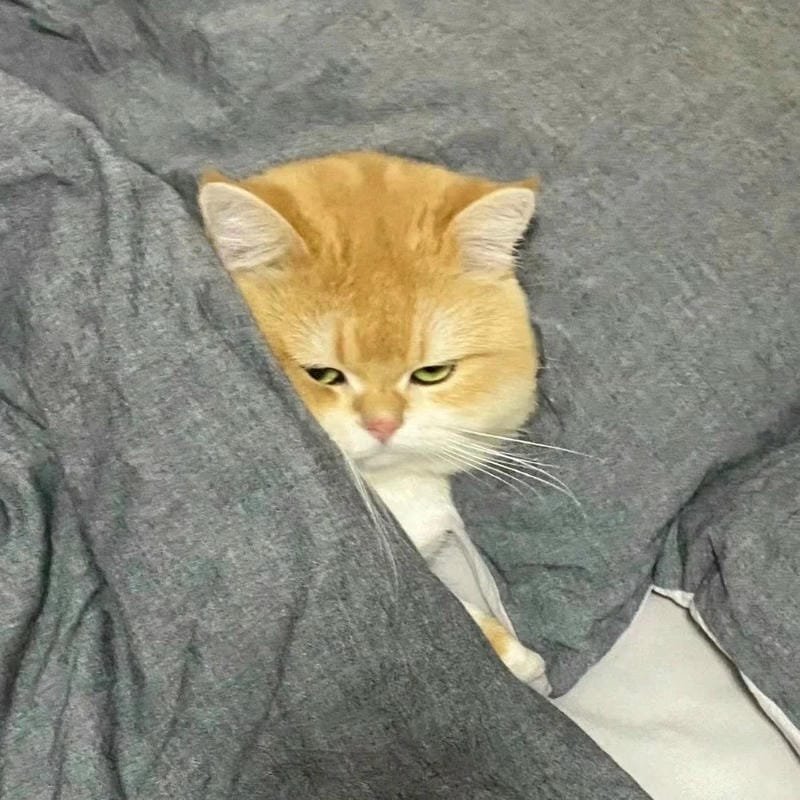 ảnh mèo buồn cute (14)