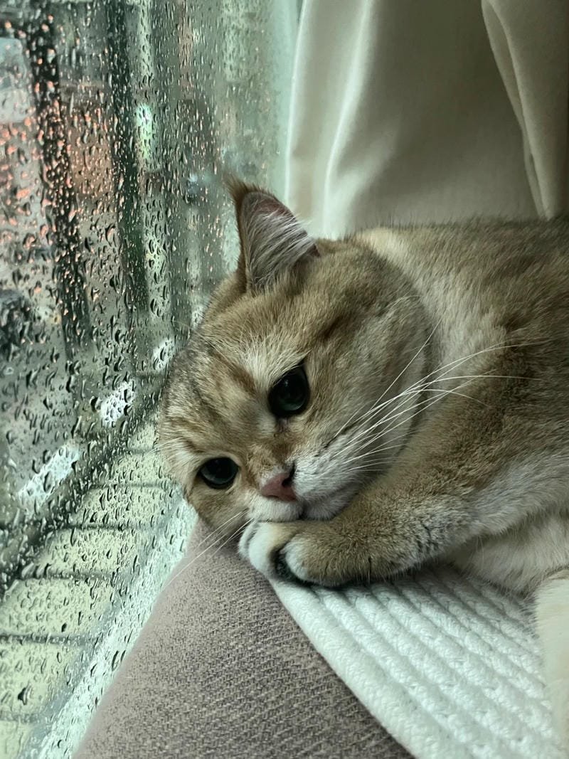 ảnh mèo buồn cute (15)