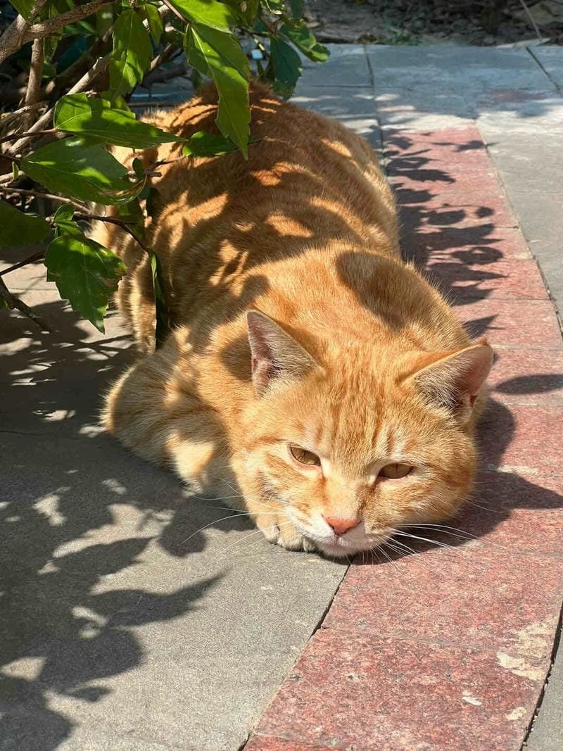 ảnh mèo buồn cute (16)