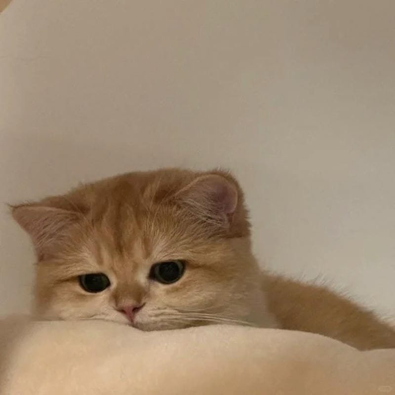 ảnh mèo buồn cute (17)