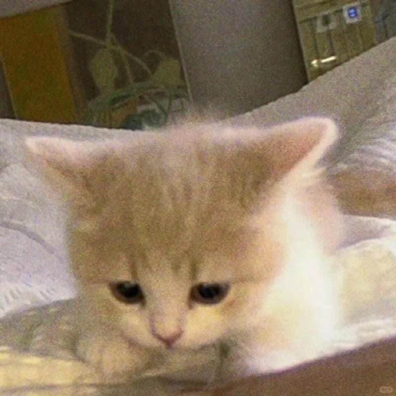 ảnh mèo buồn cute (18)