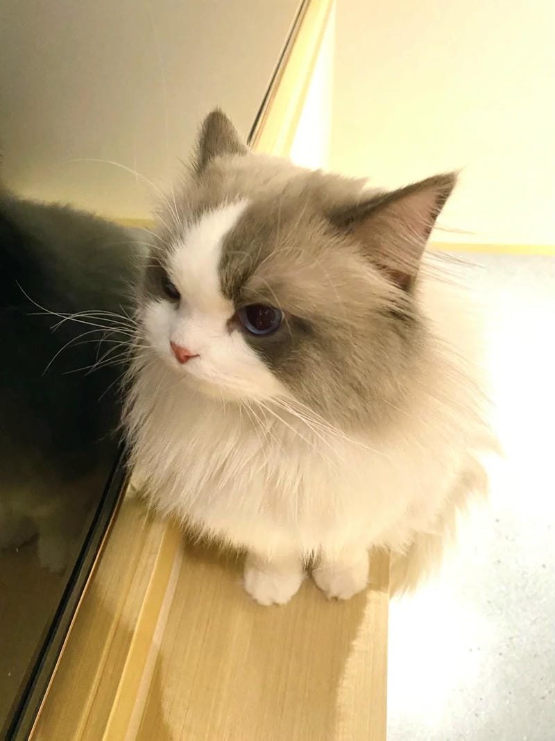 ảnh mèo buồn cute (19)