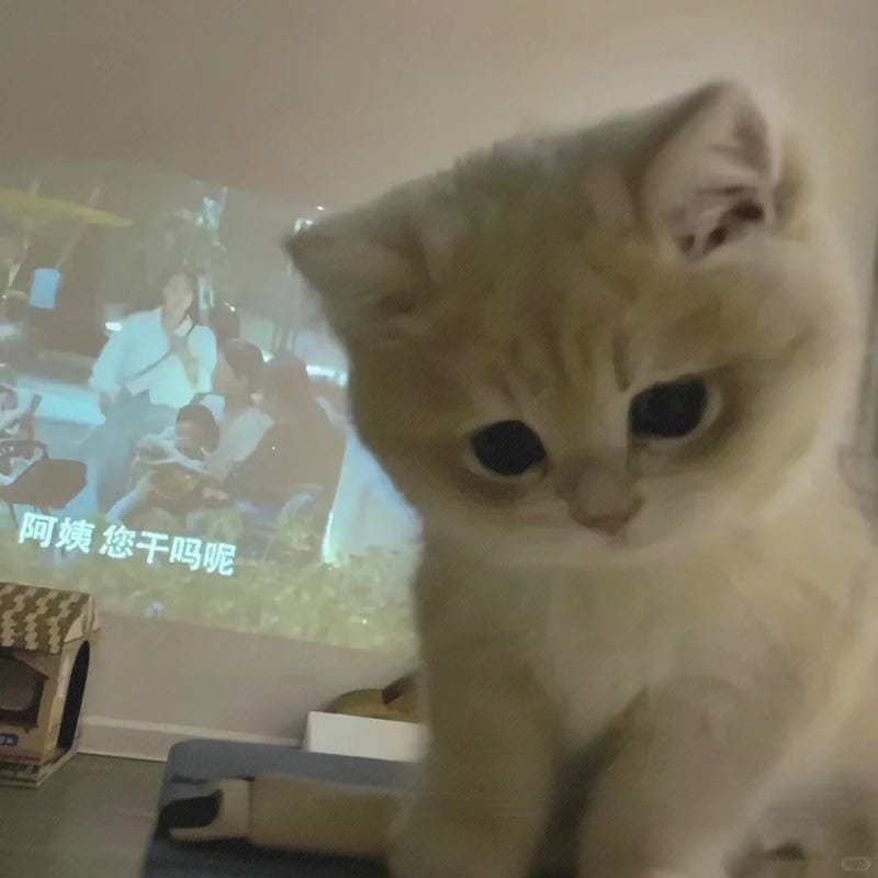 ảnh mèo buồn cute (2)