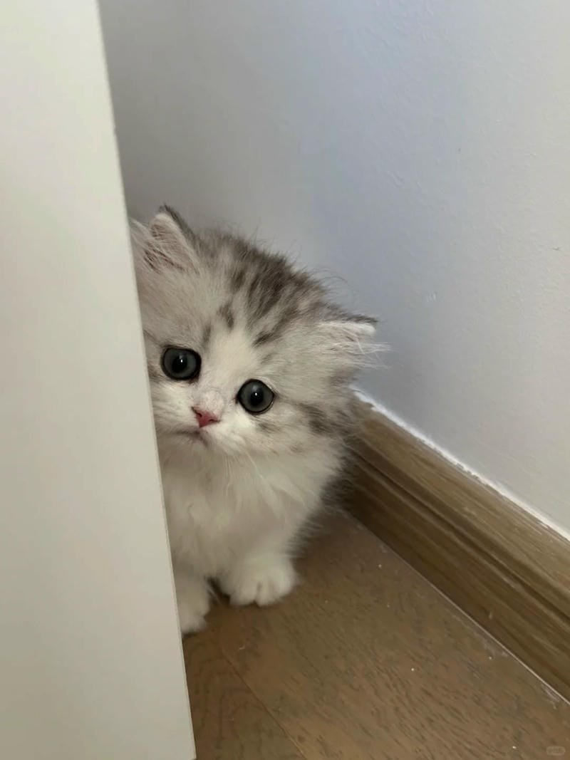 ảnh mèo buồn cute (20)