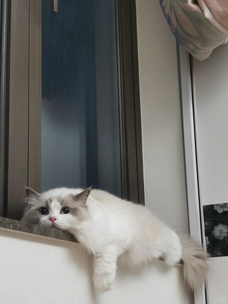 ảnh mèo buồn cute (21)