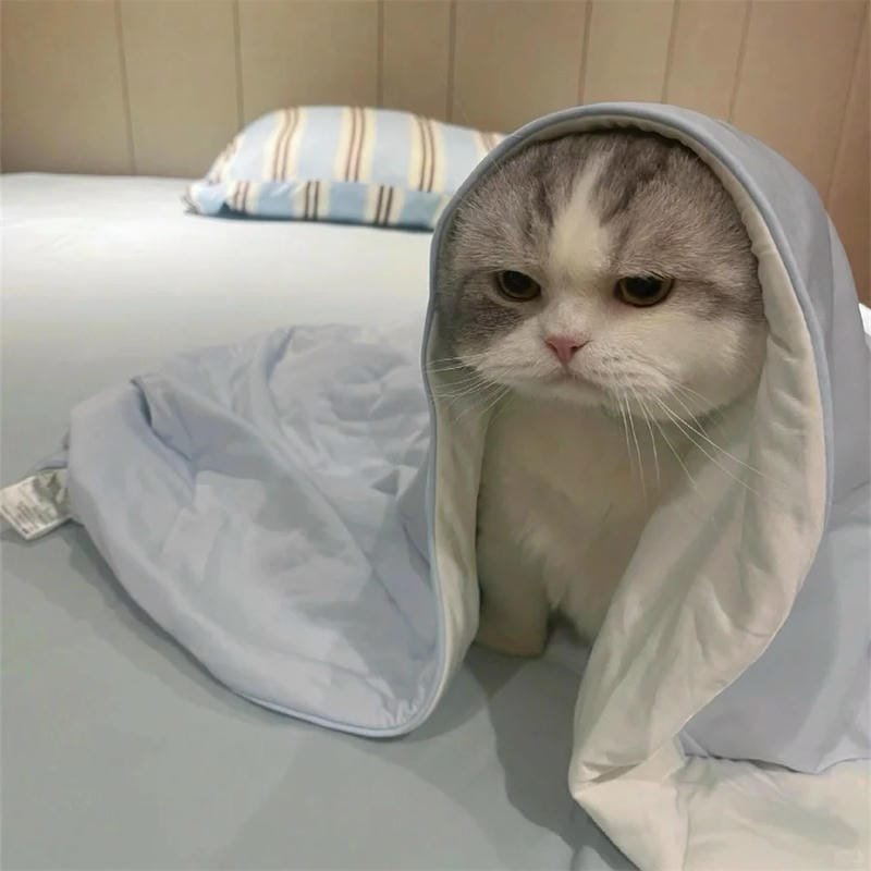 ảnh mèo buồn cute (22)