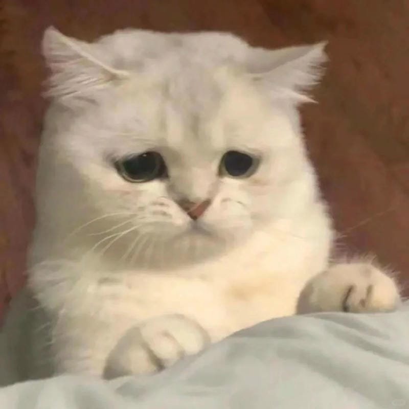 ảnh mèo buồn cute (23)