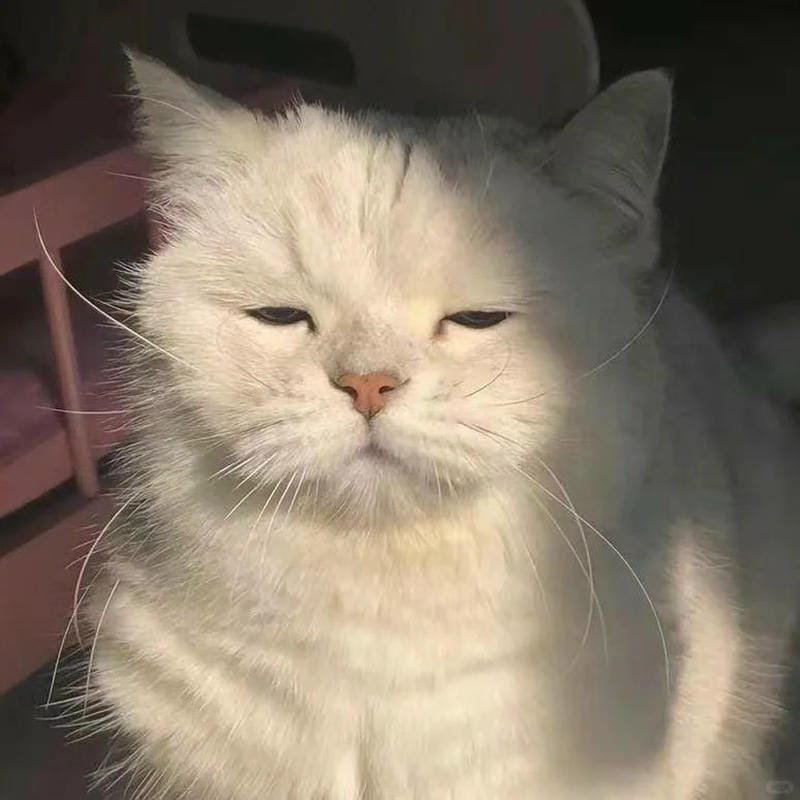 ảnh mèo buồn cute (24)