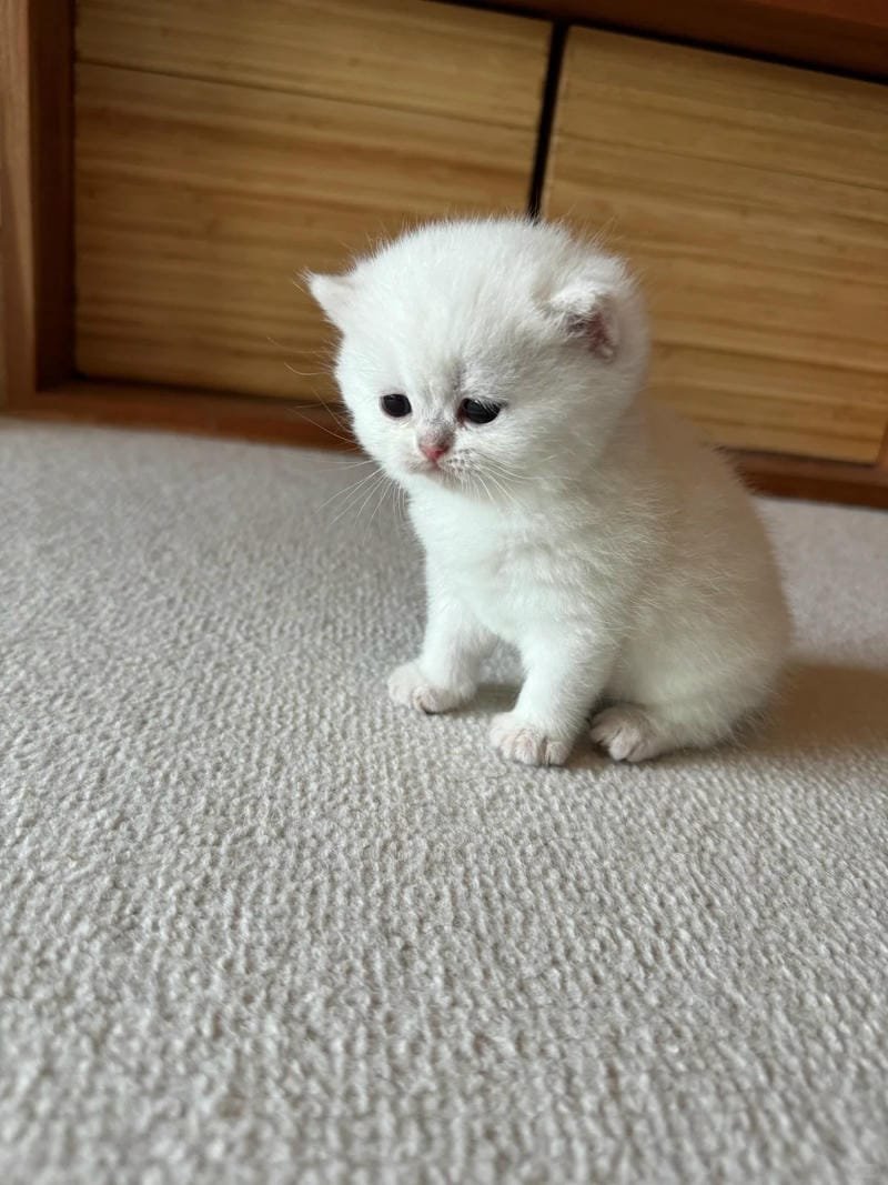 ảnh mèo buồn cute (25)