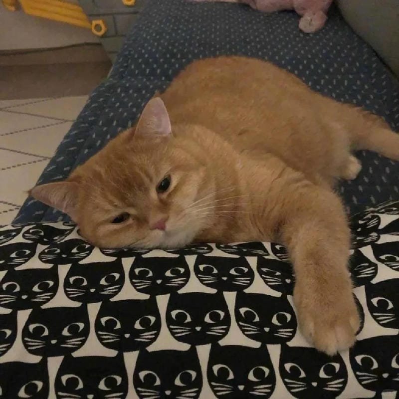 ảnh mèo buồn cute (28)