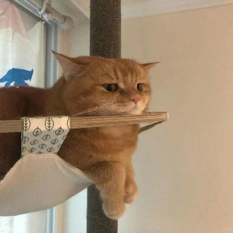 ảnh mèo buồn cute (29)