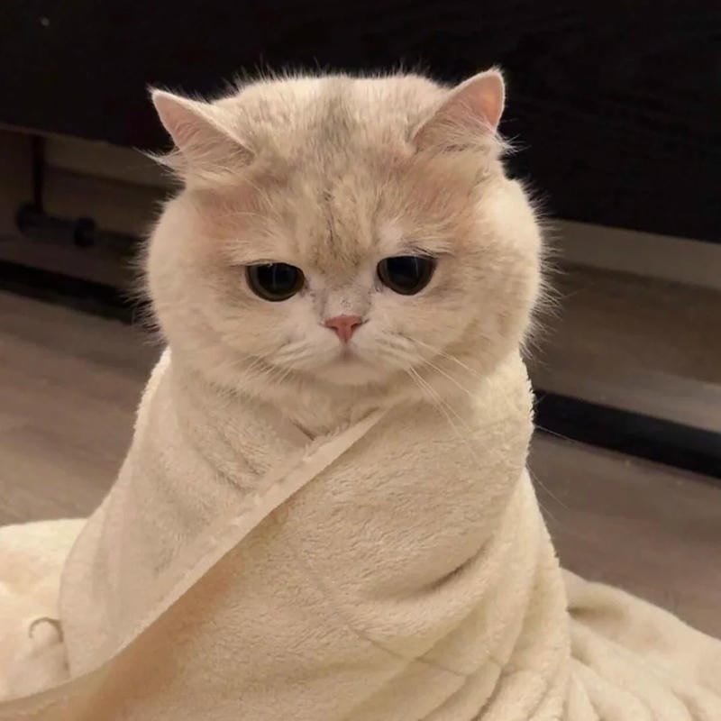 ảnh mèo buồn cute (3)