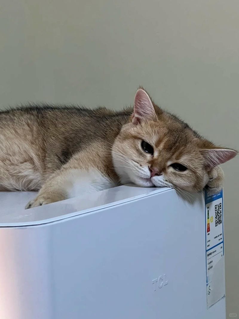 ảnh mèo buồn cute (30)