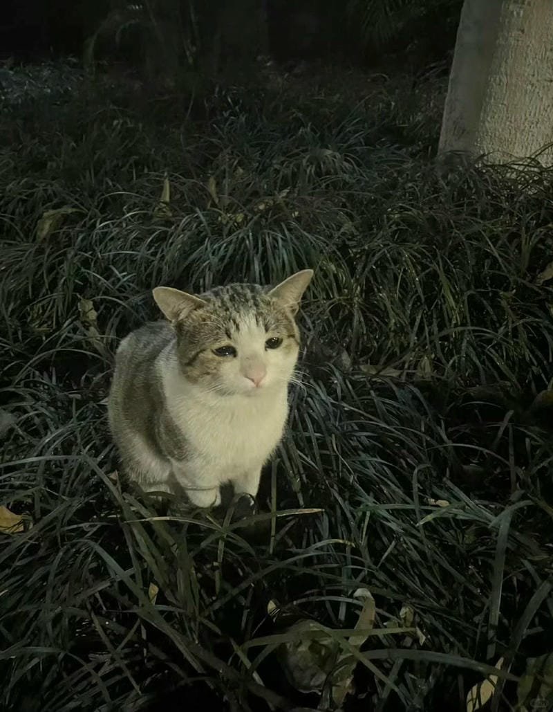 ảnh mèo buồn cute (31)