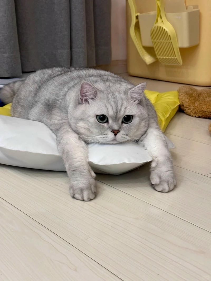 ảnh mèo buồn cute (32)