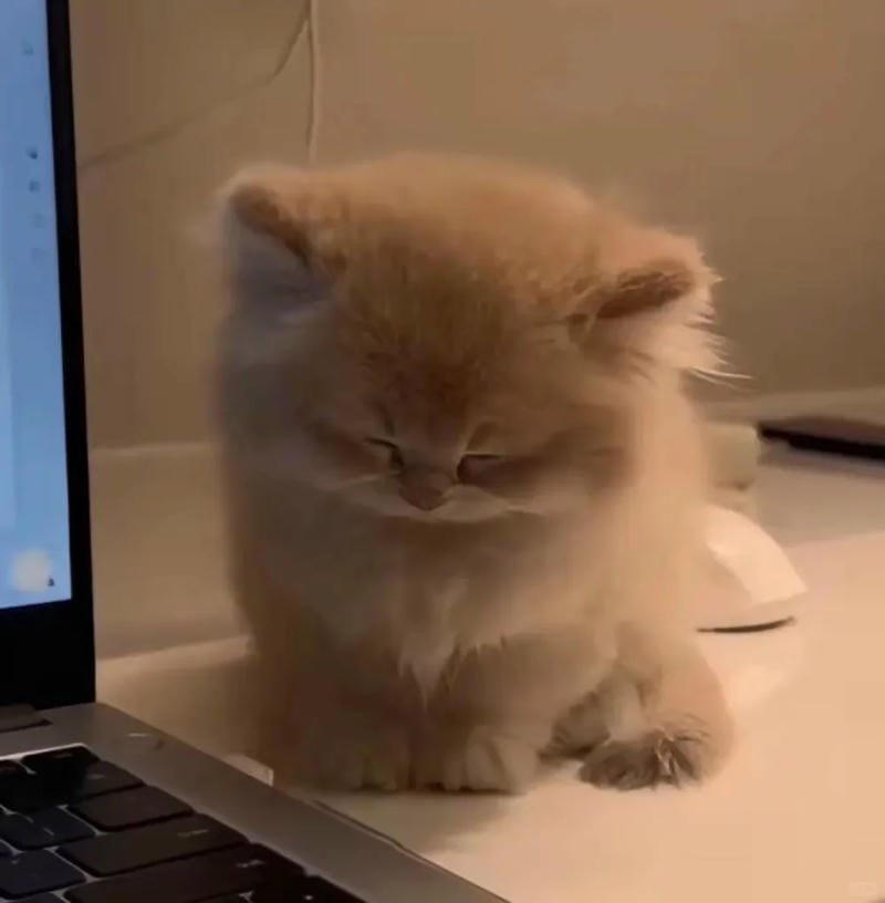 ảnh mèo buồn cute (33)