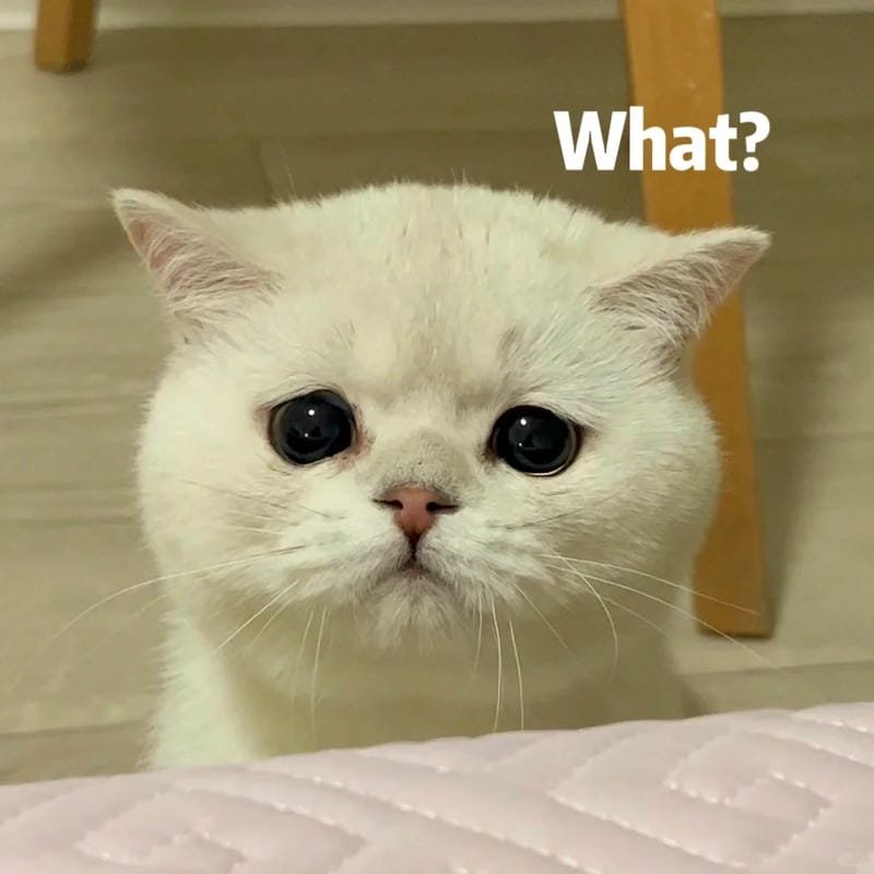 ảnh mèo buồn cute (36)