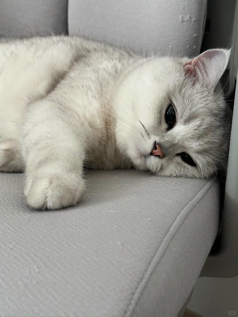 ảnh mèo buồn cute (37)