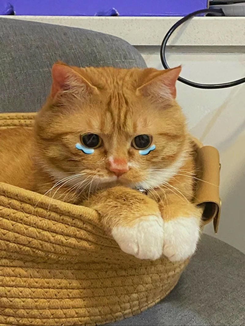 ảnh mèo buồn cute (38)