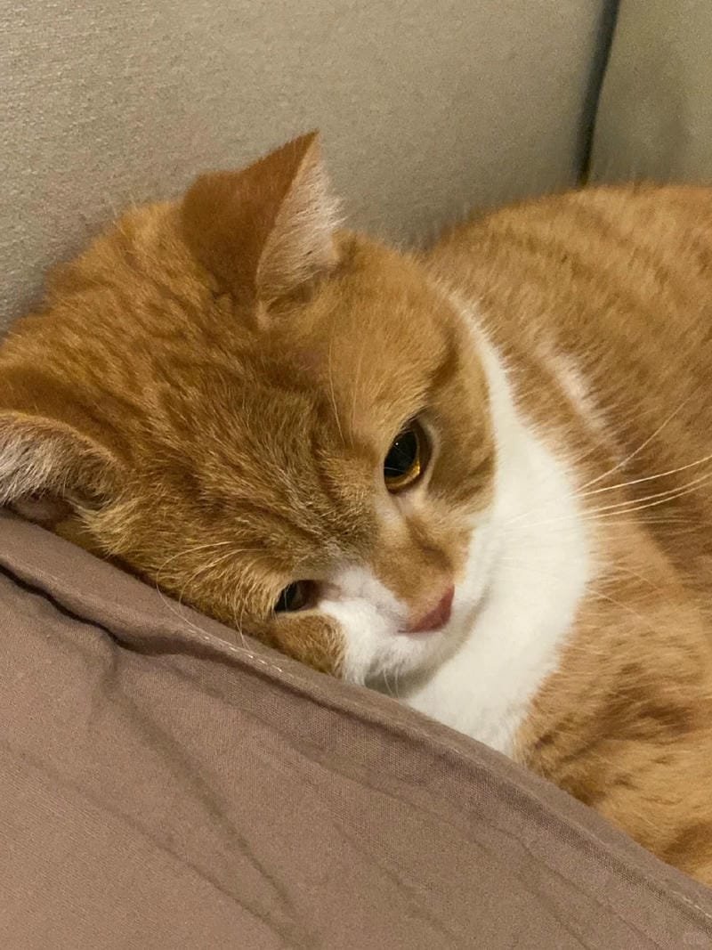 ảnh mèo buồn cute (39)