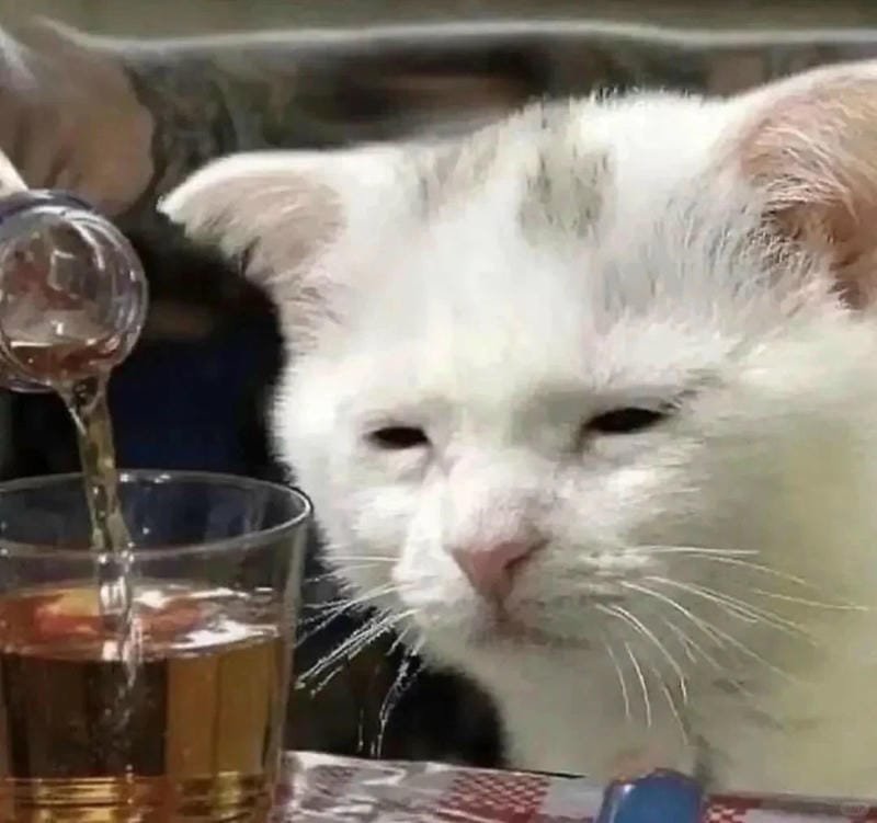 ảnh mèo buồn cute (4)