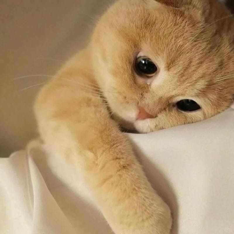 ảnh mèo buồn cute (5)