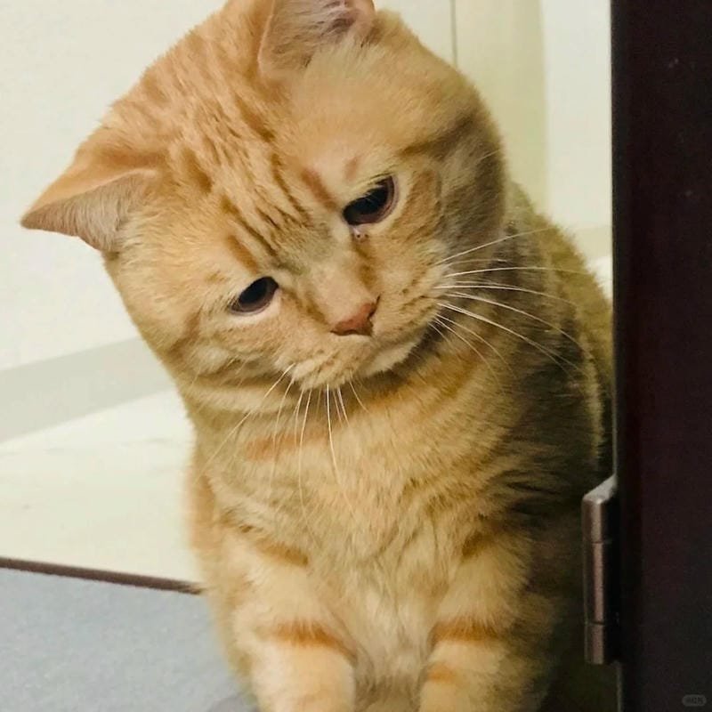 ảnh mèo buồn cute (6)