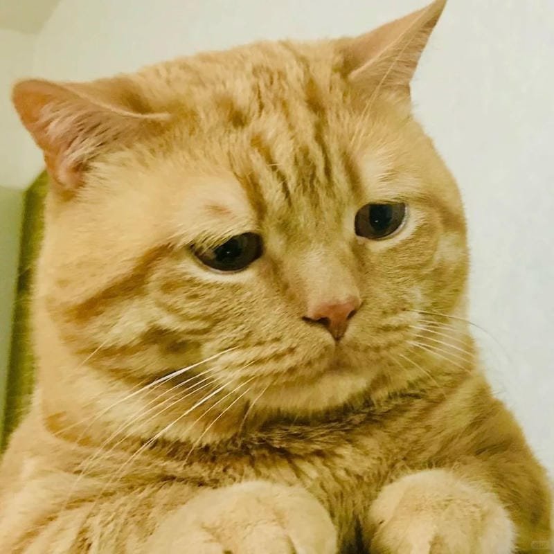 ảnh mèo buồn cute (7)