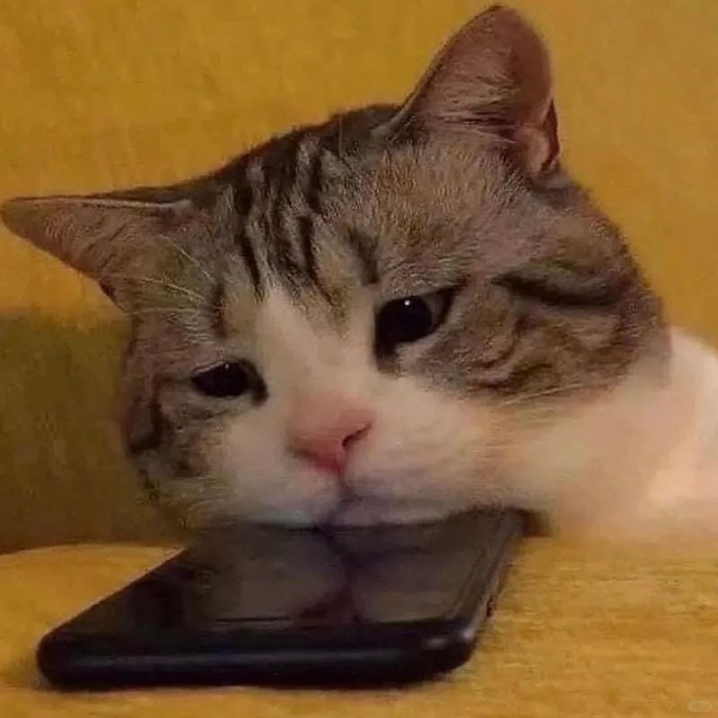 ảnh mèo buồn cute (8)