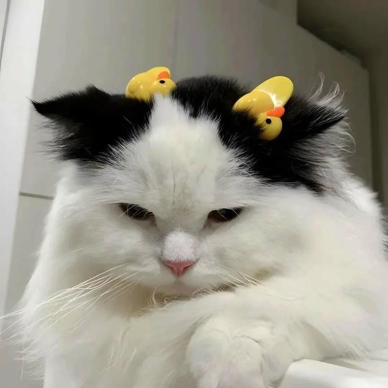 ảnh mèo buồn cute (9)