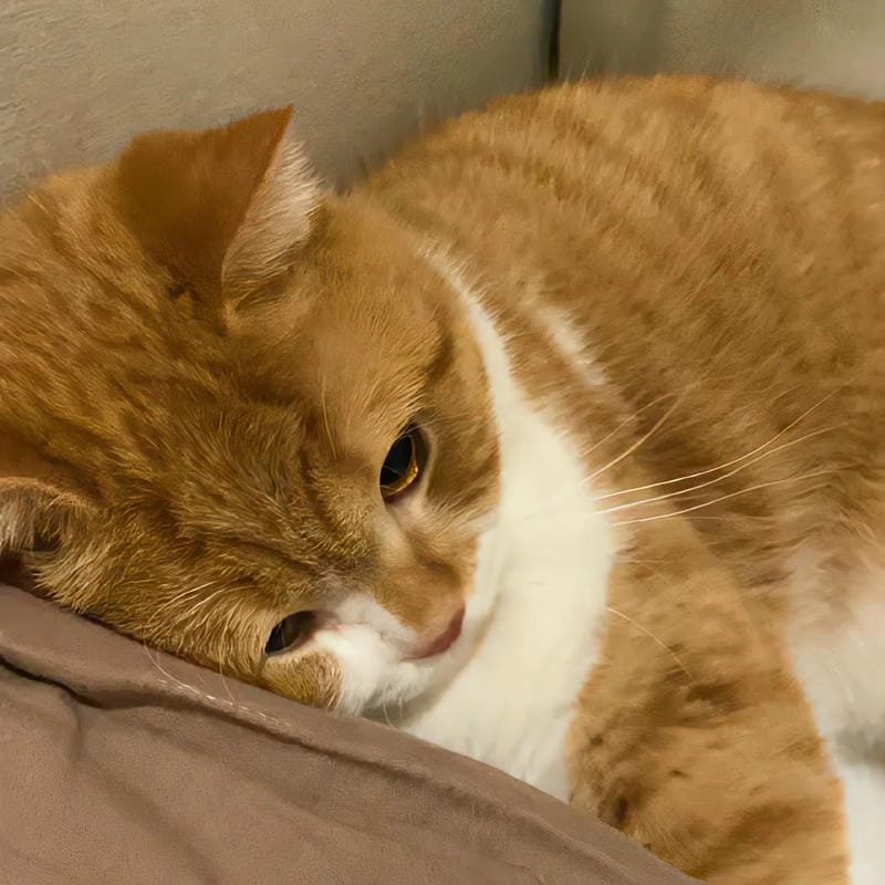 ảnh mèo cute buồn
