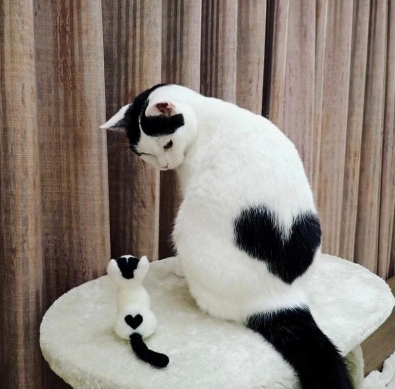 ảnh mèo cute có trái tim