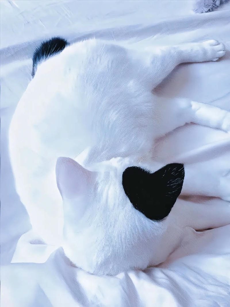 ảnh mèo cute trái tim (1)