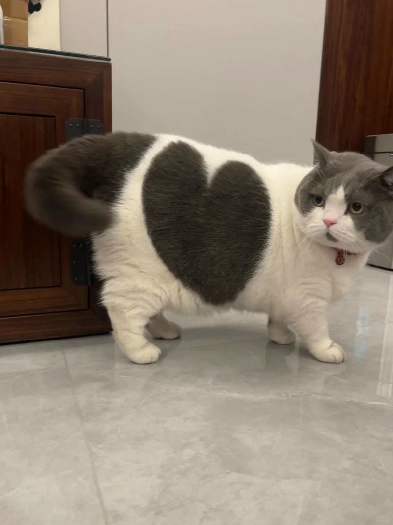 ảnh mèo cute trái tim (10)