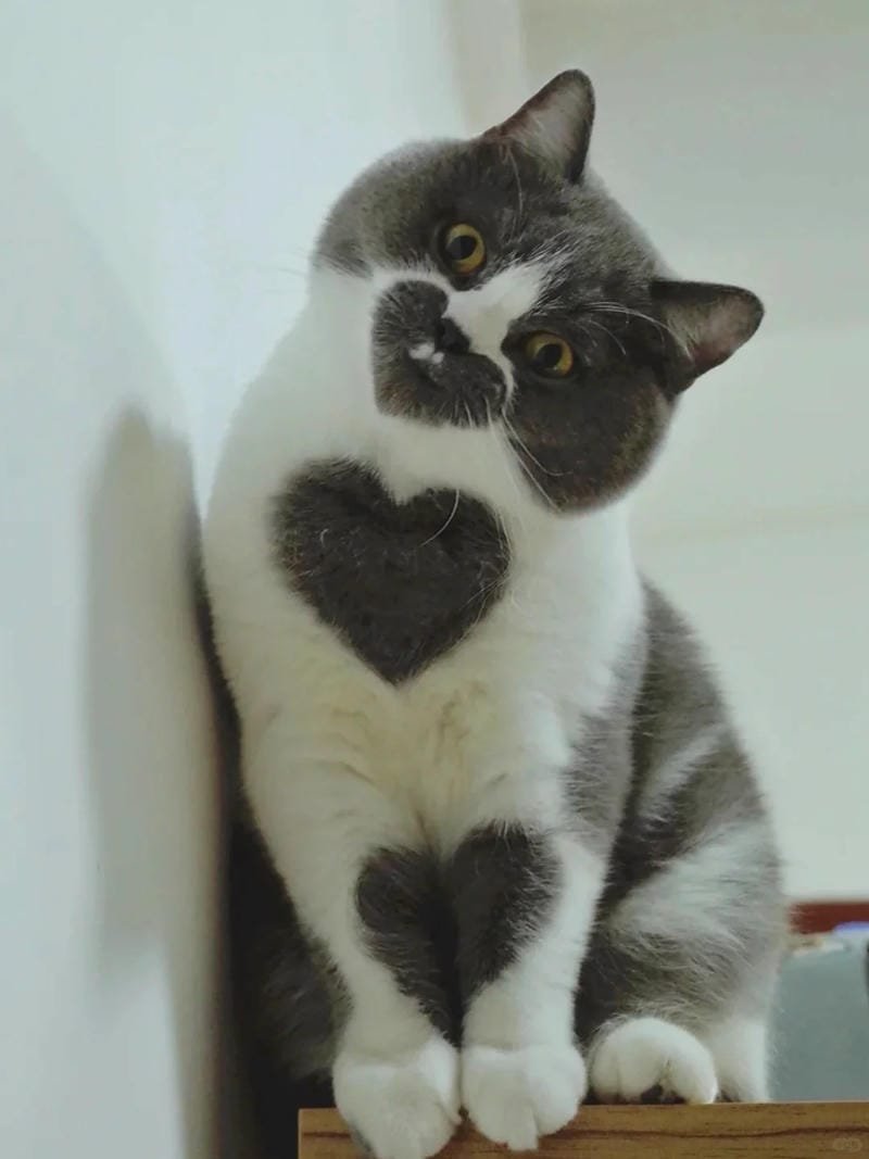 ảnh mèo cute trái tim (12)