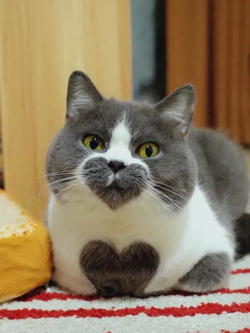 ảnh mèo cute trái tim (13)