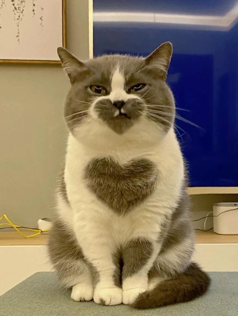 ảnh mèo cute trái tim (14)