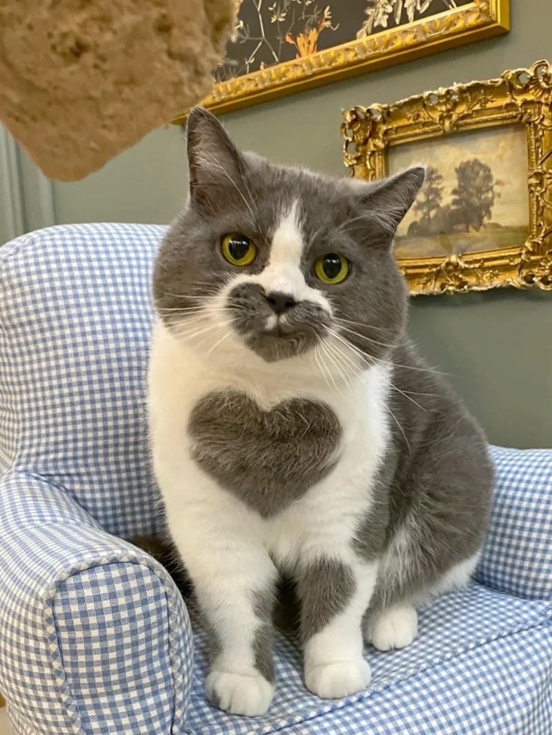 ảnh mèo cute trái tim (16)