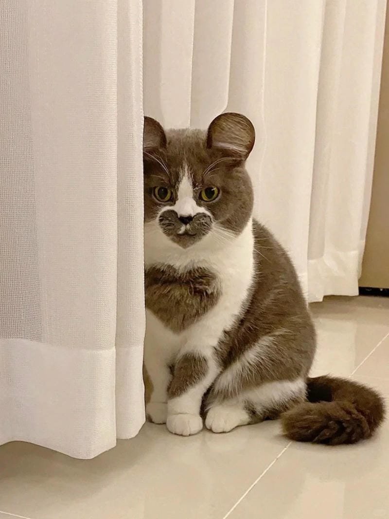 ảnh mèo cute trái tim (17)