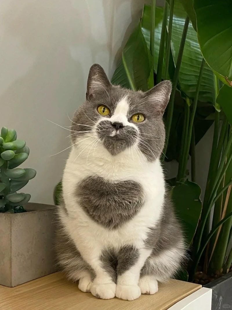 ảnh mèo cute trái tim (18)