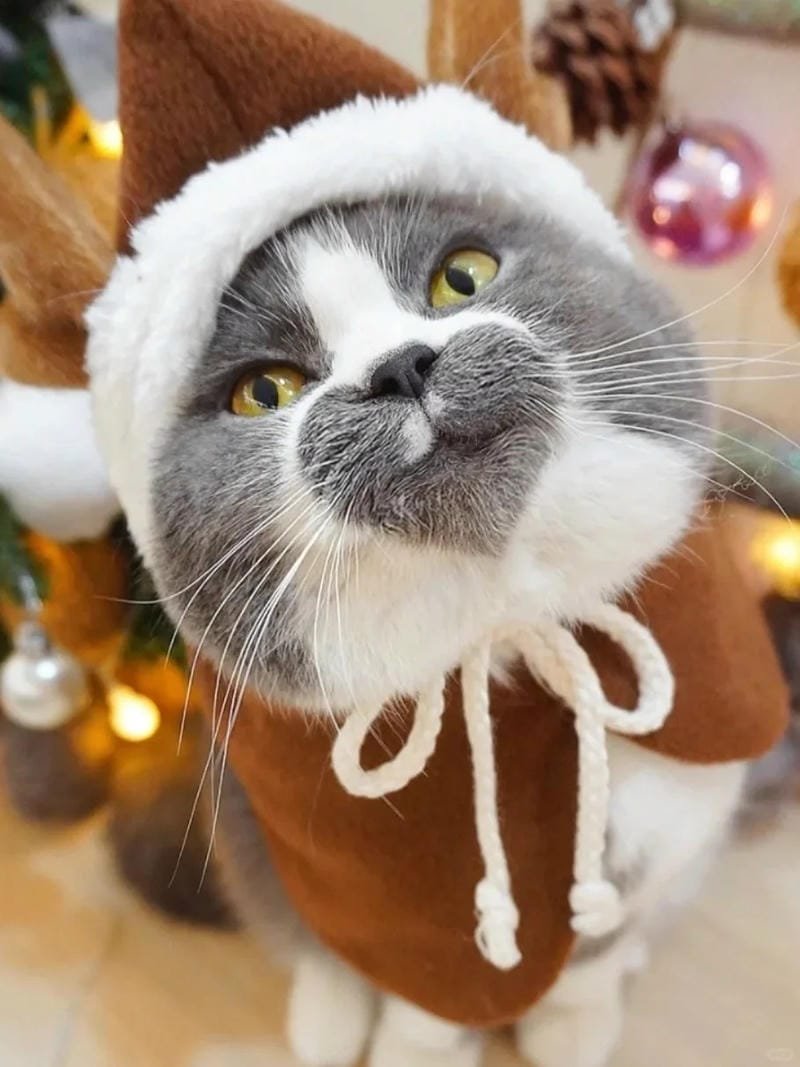 ảnh mèo cute trái tim (19)