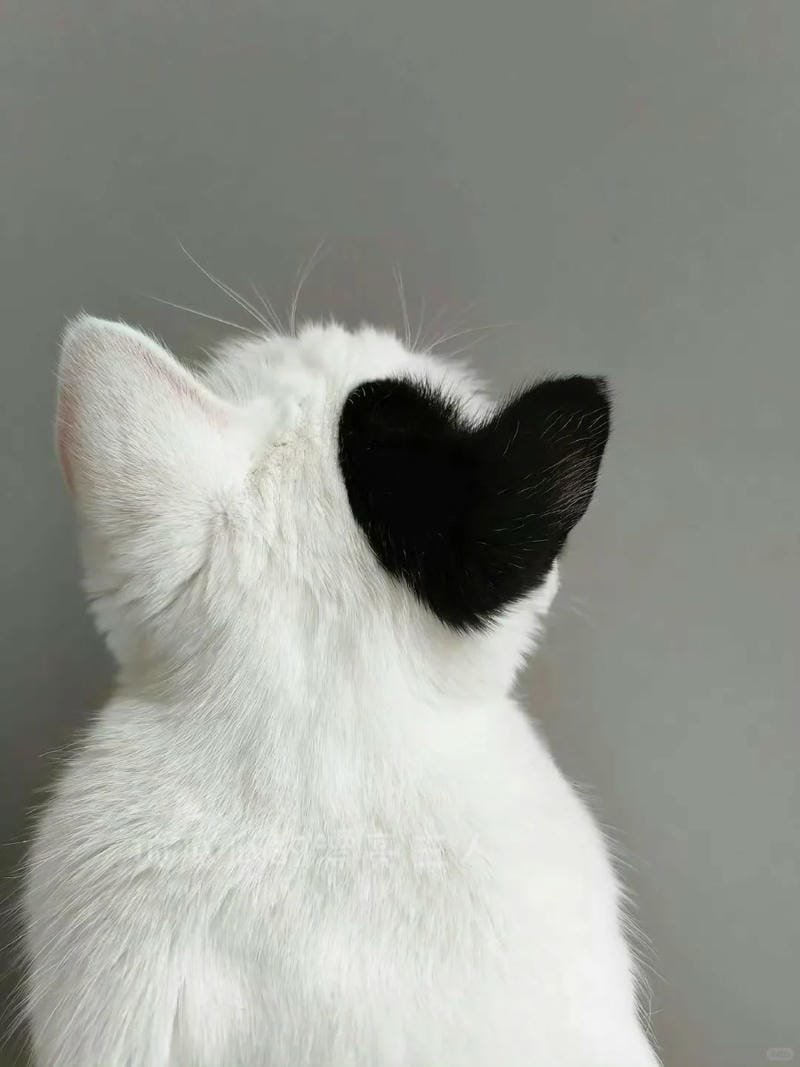 ảnh mèo cute trái tim (21)