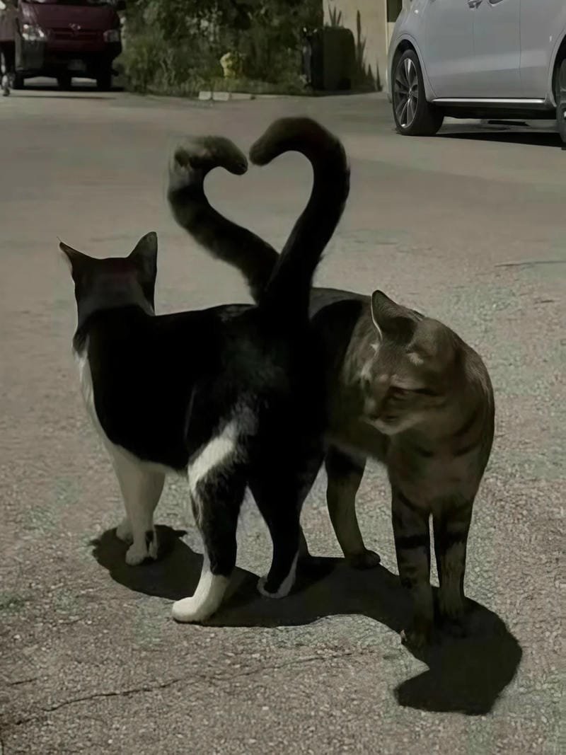 ảnh mèo cute trái tim (22)