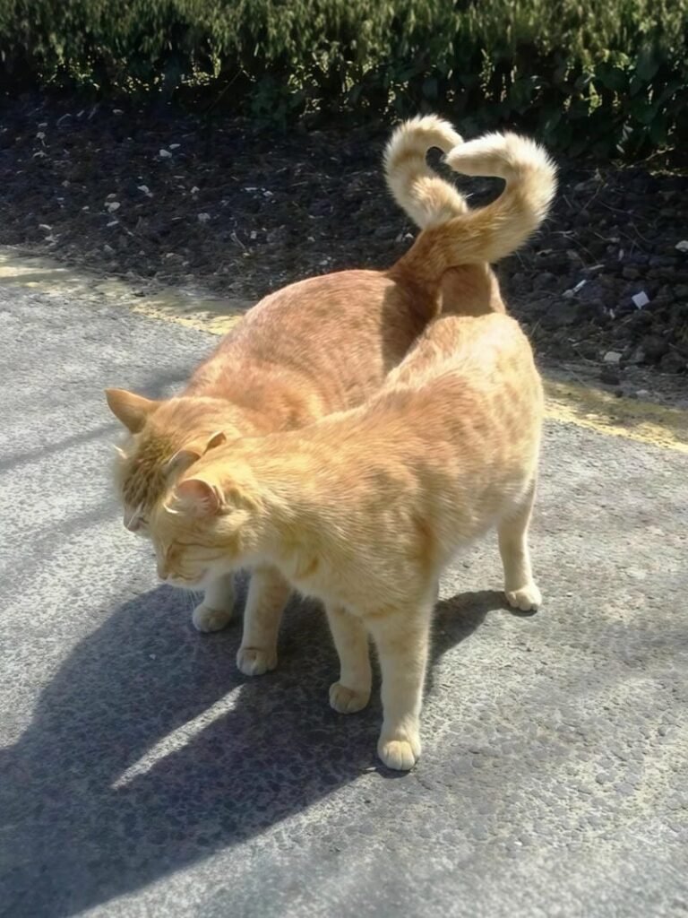 ảnh mèo cute trái tim (23)